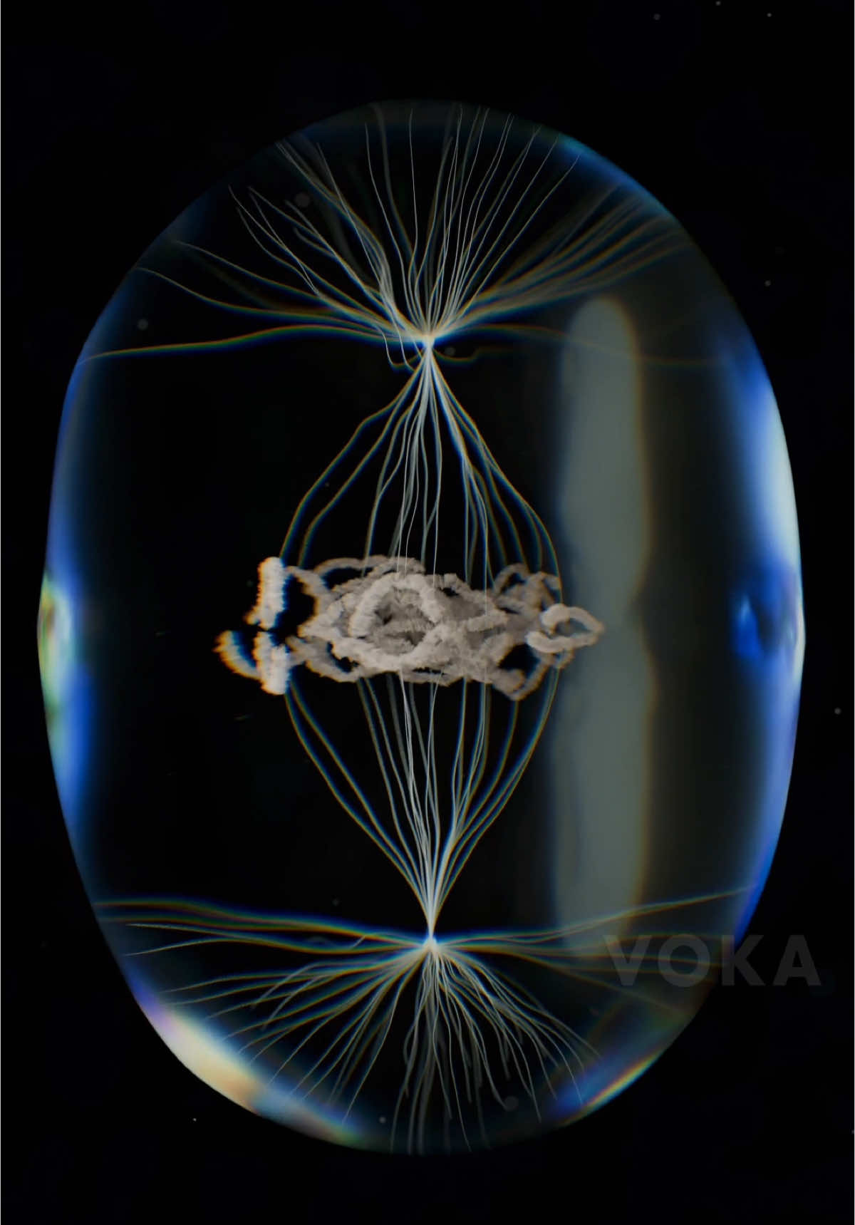 Mitosis: witness the process of cell division in 3D   Mitosis is the fundamental process that keeps your body growing, repairing, and functioning. It’s how a single mother cell divides to form two genetically identical daughter cells, ensuring tissue regeneration and stability.   The 4 phases of mitosis include:   🔹 Prophase – chromosomes condense, the mitotic spindle forms, and the nuclear envelope dissolves. 🔹 Metaphase – chromosomes align at the metaphase plate, preparing for equal division. 🔹 Anaphase – sister chromatids are pulled apart to opposite poles, ensuring each new cell gets an identical set of chromosomes. 🔹 Telophase – chromosomes decondense, the mitotic spindle breaks down, and nuclear envelopes reform, creating two nuclei.   Cells like skin cells divide frequently, allowing wounds to heal quickly, while neurons rarely undergo mitosis, making nerve damage harder to repair. Mistakes in mitosis can lead to genetic mutations, contributing to conditions like cancer.   🧐 Want to see mitosis in action? Watch our stunning 3D visualization to explore each phase of cell division in microscopic detail with VOKA 3D Anatomy & Pathology!   Which phase of mitosis do you find most fascinating? Let us know in the comments 👇 #mitosis #celldivision #anatomy #anatomy3d #3danatomy #medstudents #medicalstudents #medicaltsudent #digitallearning #humanbody