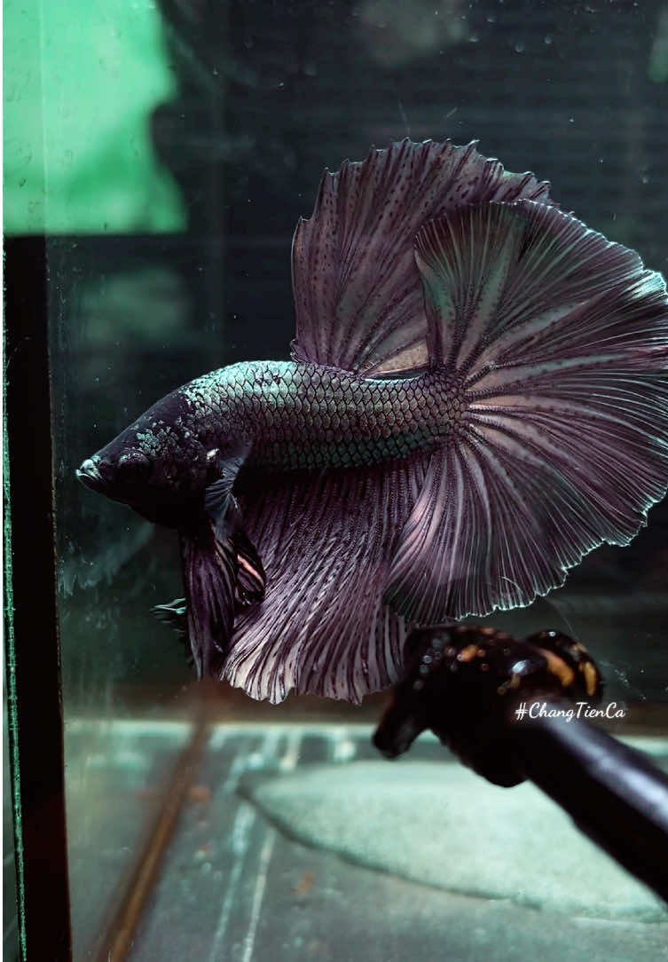 Copper Halfmoon Betta Fish  —————————  Cá Betta Halfmoon, Betta Đuôi Dài, Betta Đẹp, Betta thuỷ sinh, Betta nhiều màu sắc, Betta giá rẻ, Betta Halfmoon đa sắc, Cá Betta, Betta Fish —————————  #ChangTienCa #cabetta #betta #bettafish #Halfmoon #liathia #farming —————————  • Combo 100K, 4 trống • Combo 200K, 10 trống • Màu ngẫu nhiên + Free Ship