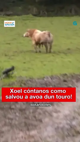 🐮😱 Vaia susto levou Xoel cando viu ao touro escornando a súa avoa! Pero grazas a el, puideron salvala! Contámoscho no #horagalega #AGalega #AGalegaGAL #TVG #Galego #Galicia