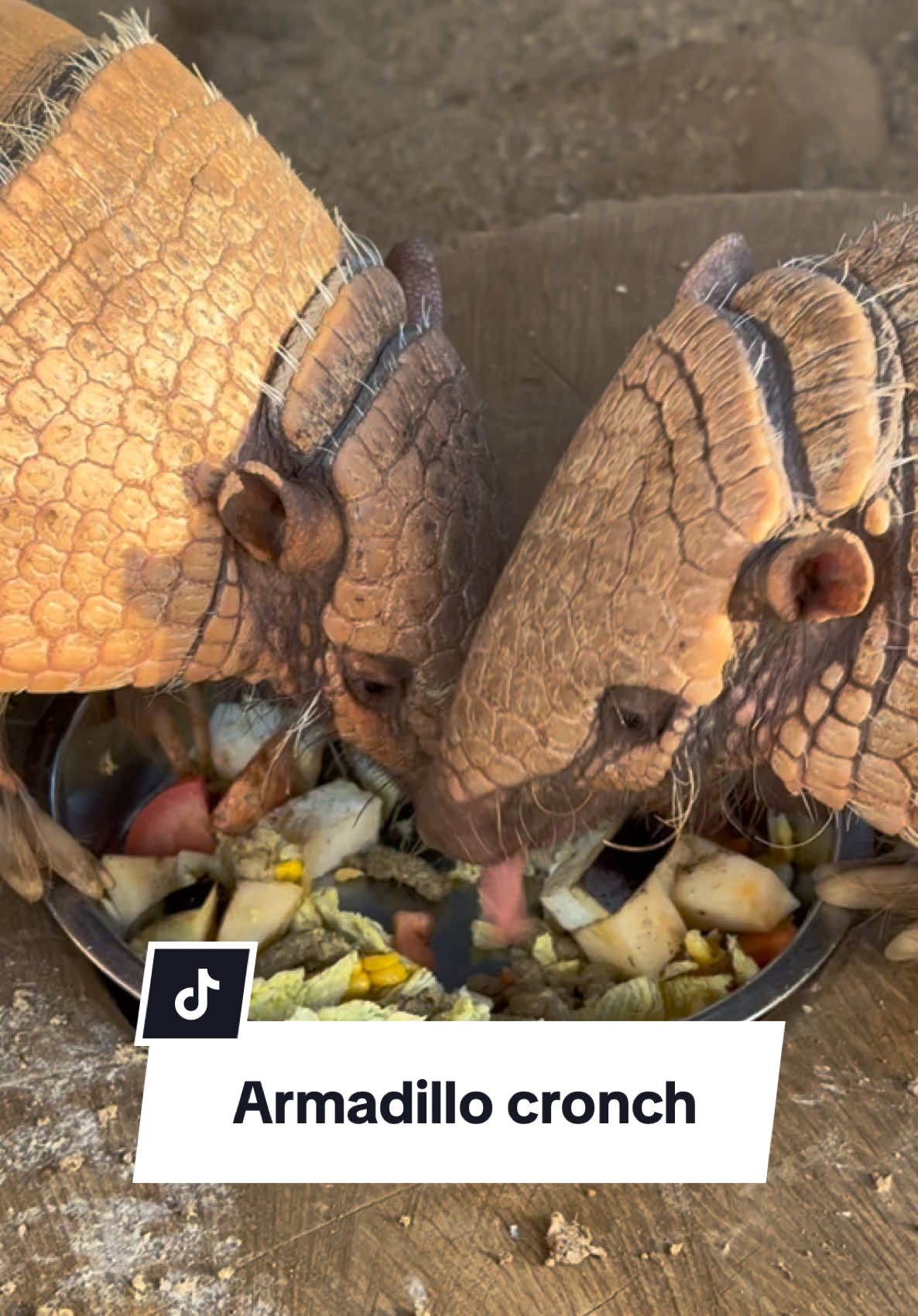 Eddie and Tank have separate food bowls. But they insist on sharing. They are our forever relationship goals ❤️#armadillo 