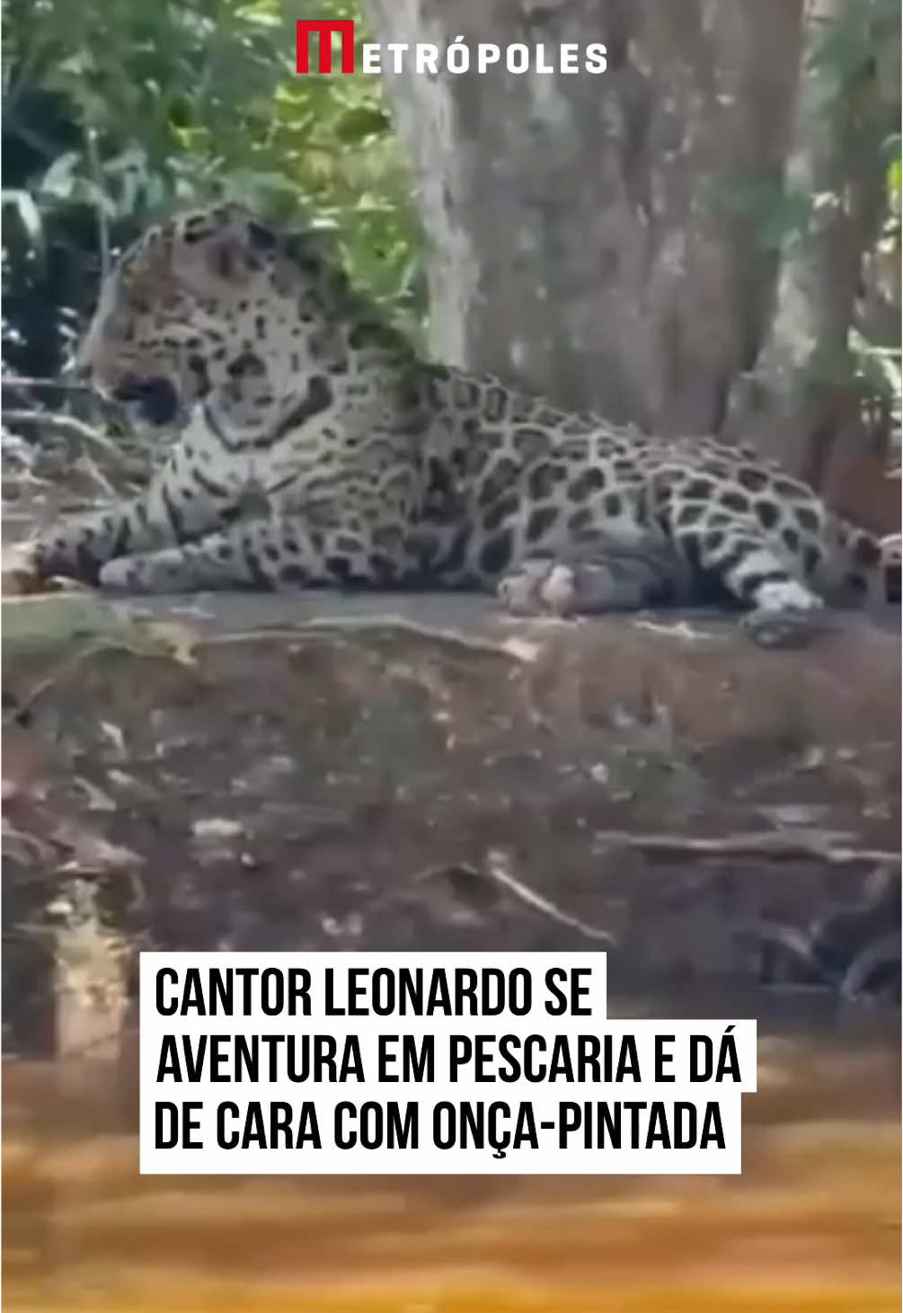 🐆 O cantor #Leonardo aproveitou pescaria, nesse último domingo (9/2), no #Pantanal mato-grossense e registrou cena emocionante ao longo da aventura. O pai de #ZéFelipe e #JoãoGuilherme deu de cara com uma onça-pintada descansando nas margens do rio. O animal não se intimidou com a presença do grupo e o cantor ficou feliz com a aparição. “Oi, linda! Barrigona cheia, comeu… Linda, né, cara? Maravilhoso, isso aqui é o Pantanal do nosso Mato Grosso. Olha que coisa linda, olha! Olha que mansa.”, declarou o artista. #EntretêNews