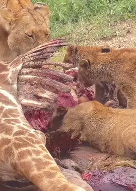 ⚠️⚠️Not for sensitive viewers‼️ Raw Power, Unscripted. 🔥🦁 A single lion is a force of nature, but a pride is an unstoppable kingdom. With calculated precision and primal strength, these apex predators have brought down a towering giraffe—an ultimate display of teamwork, survival, and dominance in the wild. Every growl, every bite, every piercing stare is a reminder that the Serengeti belongs to the bold. This is nature at its most real, untamed, and breathtaking. And with Beyond the Wild, you don’t just witness it—you feel it. 📍 Book your safari today. The wild is waiting. “𝙎𝙚𝙘𝙪𝙧𝙚 𝙮𝙤𝙪𝙧 𝙪𝙣𝙛𝙤𝙧𝙜𝙚𝙩𝙩𝙖𝙗𝙡𝙚 𝙖𝙙𝙫𝙚𝙣𝙩𝙪𝙧𝙚 𝙩𝙤𝙙𝙖𝙮” 𝙒𝙝𝙖𝙩𝙨𝙖𝙥𝙥 ☎: +𝟐𝟓𝟓𝟕𝟓𝟑𝟎𝟕𝟑𝟓𝟖𝟑 𝙀𝙢𝙖𝙞𝙡 𝙪𝙨 ✉:bookings@beyondthewildexpeditions.com #SafariAdventure #ExploreAfrica #TanzaniaSafari #WildlifeWonders #SerengetiDreams #FootprintTanzaniaSafaris #NatureLovers #TravelGoals #BucketListAdventures #WildlifePhotography #AfricanSafari #BalloonSafari #TravelTanzania #AdventureAwait