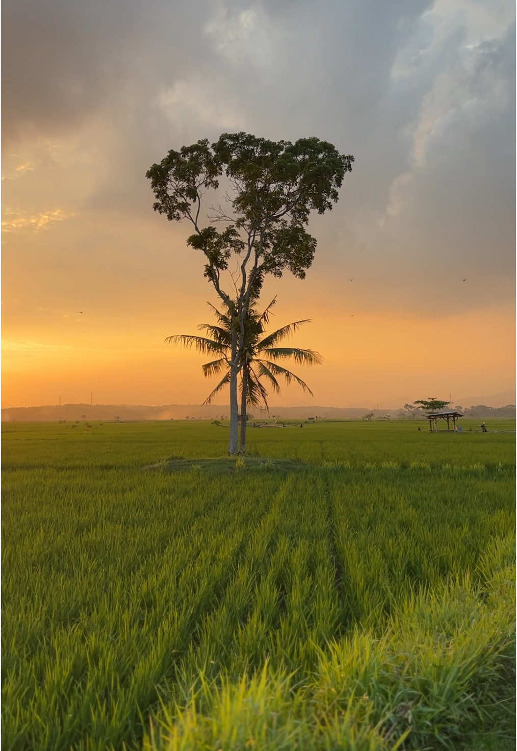 Pesona Sawah ngancar