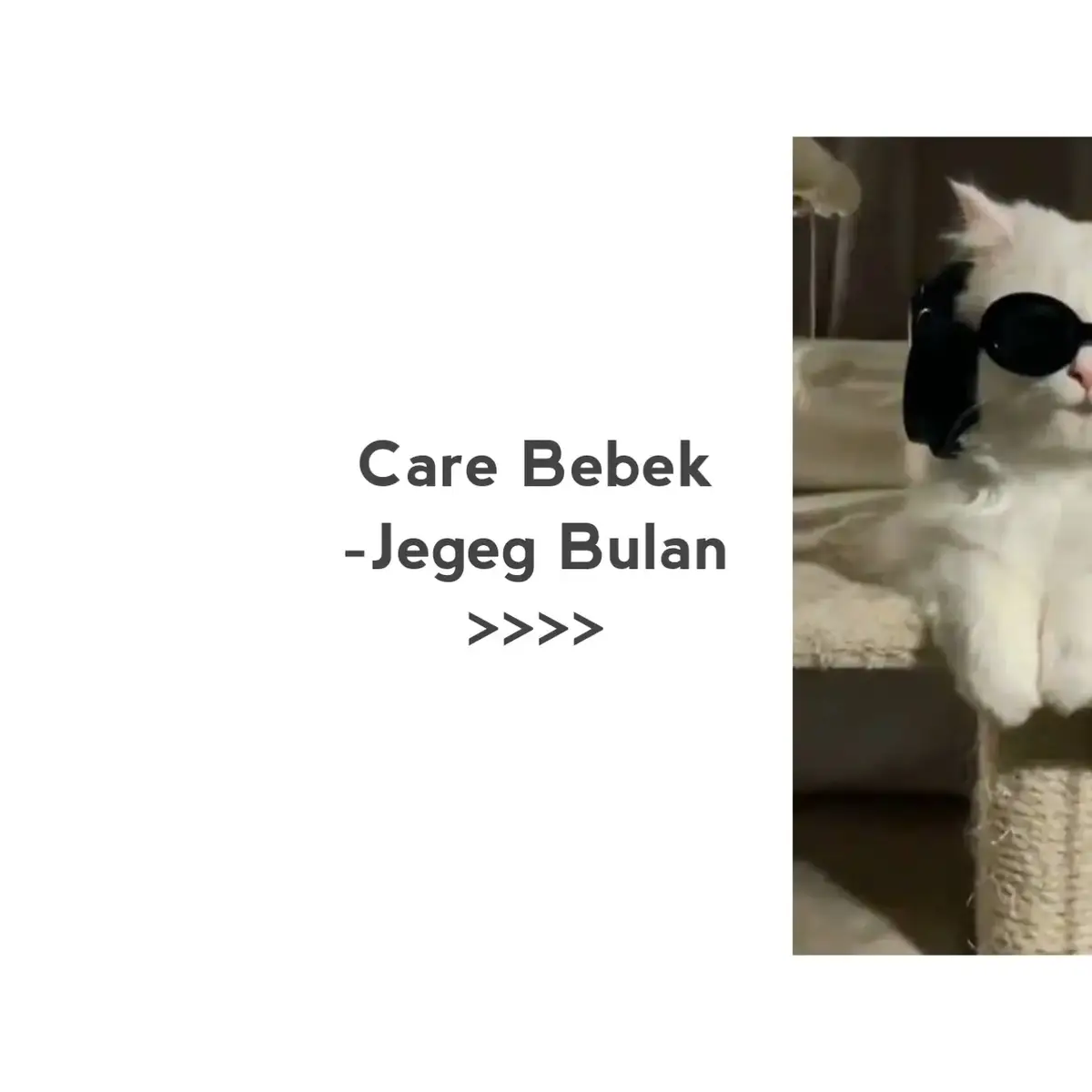Lirik Care Bebe ~ Jegeg Bulan >>>>> #lyrics_songs #song #fyp #lyrics #singing #fypage #foryoupage #foryou #music 