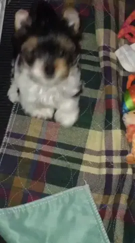 Official page Yorkie dogs 🐕💓 FaceTime open! Daily updates  Vaccinated & Dewormed & papers  #yorkie #yorkiesoftiktok #yorkiemom #yorkies #yorkielover #yorkiepuppy #yorkielife #yorkiepoo #yorkielovers #yorkielove #miniyorkie #miniyorkies #miniyorkiesofinstagram #miniyorkiepoo #miniyorkiegirl #miniyorkiesoftiktok #miniyorkiecors #miniyorkieboy #miniyorkiebreeder #toyyorkiepoo #toyyorkiesoftiktok #toyyorkiesofinstagram #toyyorkiebaby #toyyorkies #toyyorkieshireterrier #toyyorkiepuppy #toyyorkielife #teacupyorkiepuppies #teacupyorkiesforsale #teacupyorkiesoftiktok #teacupyorkiepoodle #teacupyorkiepoo #teacupyorkiepuppy #teacupyorkiesofinstagram #teacupyorkiepuppiesforsal #teacupyorkiepuppiesfors #teacupyorkiepuppyforsale #yorkieforrehoming #yorkieforsaleph #yorkieforever #yorkieforadoption #yorkieforlife #yorkieforsaleingeorgia #yorkieforyou #yorkieforadopt #yorkiefortiktok #teacupdogs #teacupdog #teacupyorkie #teacuppuppy #teacups #yorkipoosofinstagram #yorkipoos #yorkiepoodle #yorkieshireterrier #yorkieshitzu #yorkieshireterr #yorkieshirelove #yorkieshireterrierpuppy #yorkieshire #blackyorkie #yorkiepooforsale #yorkiepuppiesforsaleintexas #yorkiepuppiesforsaleingeorgia #yorkiepuppiesforsalecalifornia #yorkiepuppiesforsaleinpa #yorkiepuppieschicago #yorkiepuppiesforsalelasvegas #yorkiepuppiesforadoptioninalabama #yorkiepuppiesforadoption #yorkiepuppiesforsalenewyork #yorkieusa #yorkieforsalemaryland #yorkieforsaleatlanta #yorkieforsaleflorida #yorkieforsaleincalifornia #yorkieforsalega #yorkieforsalenj #fyp #viralvideo #tiktok #dogsoftiktok #dogs #dogsvideo #dogsoftiktokviral #dogsofinstagram #puppiesforsaleusa #puppiesforsaleintexas #puppiesforsalecalifornia #puppiesforadoption #puppiesforsaleutah #puppiesforall #puppiesforsaleinillinois #puppiesforsaleingeorgia #loveyou #traveltiktok #teacuppuppiesforadoption #teacuppuppiesforsale82 #teacuppuppies #teacuppuppyplanet #dailyvlog #duckytheyorkie #yorkiepom #yorkiepuppyforsale #yorkieforadopt #merleyorkie #merleyorkies #merleyorkiesforsaleinnewengland #merleyorkiesforsale #forsalenow #forsale  #partiyorkie #partiyorkiesoftiktok #partiyorkiesofinstagram #partiyorkieadventures #partiyorkieluv #partiyorkies #partiyorkie♥️♥️ #partiyorkiemom #partiyorkiesforsale #partiyorkiepuppy #blackyorkie #blackyorkiepoo #duckytheyorkie #biewerterrier #bieweryorkie #bieweryorkshireterrier #biewersforsale #biewers #biewerpuppy #bieweryorkshire #biewergirl #biewerterrier💗💗💗 #biewerterrier #dorkie #dorkiedog #dorkieyorkie #dorkie #redyorkiepoo #jacksontheyorkie #tuckerthepartiyorkie #chocolateyorkie #chocolateyfamily #yorkie2023 #yorkie2021 #yorkie2022 #yorkiesoftiktok #toypoodlesoftiktok #toypoodlepuppy #toypoodle #mixyorkie #onthisday #rushtok #morkie #morkiesoftiktok #morkiepuppy #morkies #morkiemommy #morkiepoo #morkiepuppies #morkiemom #morkielove #morkiesquad #salestips #sale #yearontiktok #yorki #yorkiepooforsale        