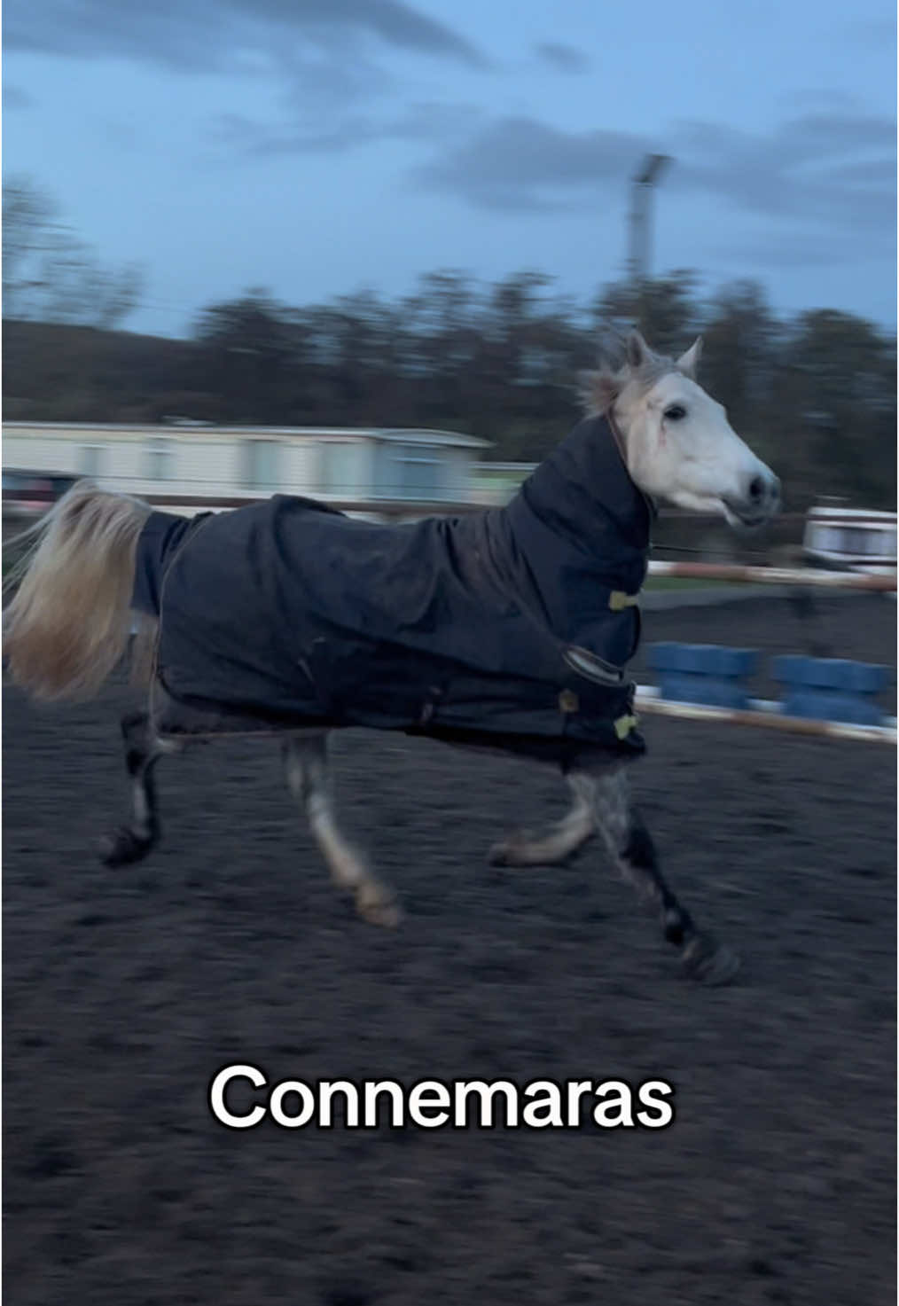 I think this accurately sums up Connemaras 😅  #fyp #connemarasoftiktok #brooklyntheconnemara #eventer #greyponiesoftiktok #showjumping #buckinghorses #rearinghorse 