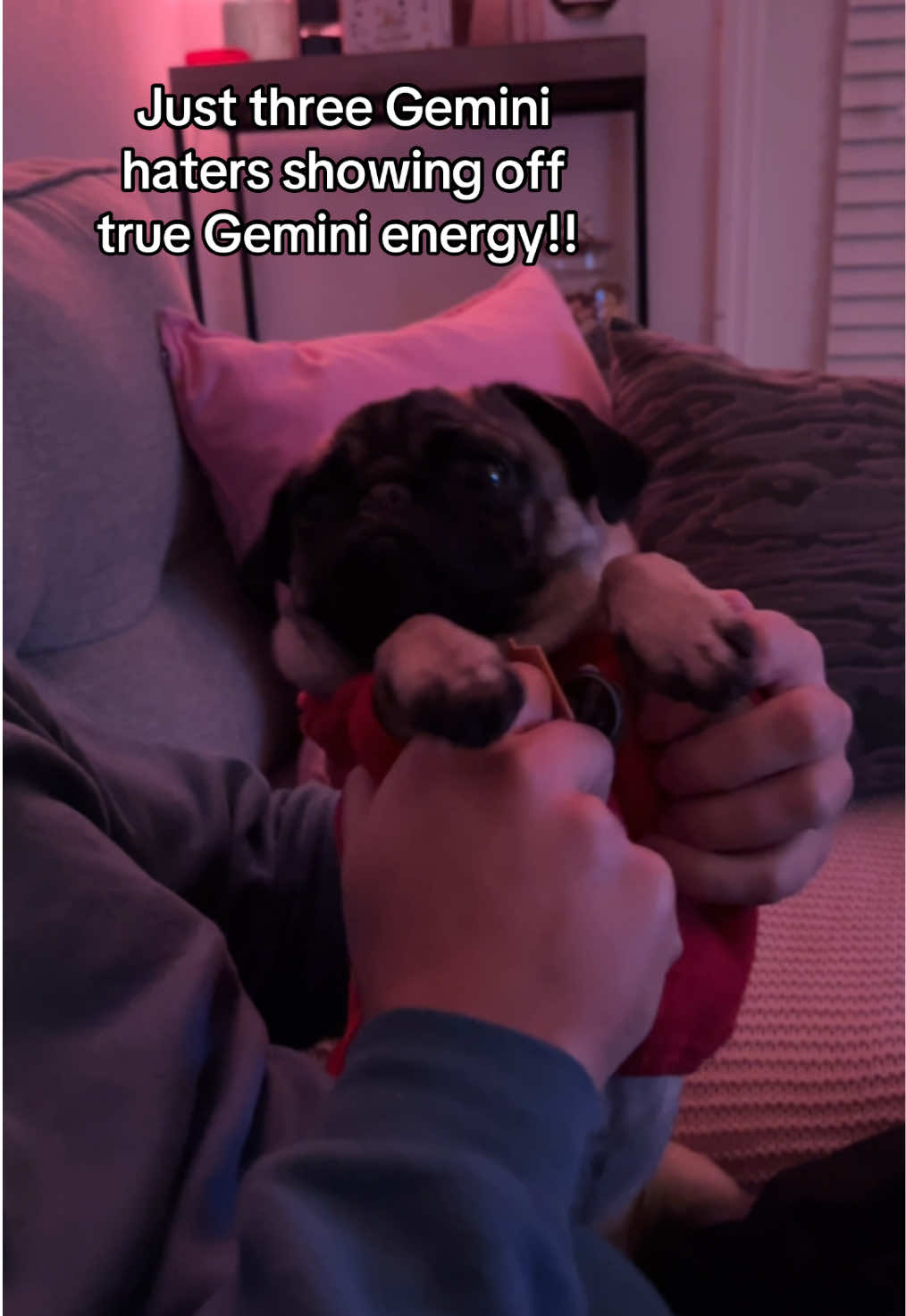 Peaches is a gemini, I am a gemini, and our number one hater Kendrick is a certified gemini like us. 👀🫣🙌🏻  #dogs #dog #dogsoftiktok #doglife #gemini #geminis #geminiseason #geminihate #kendricklamar #SuperBowl 