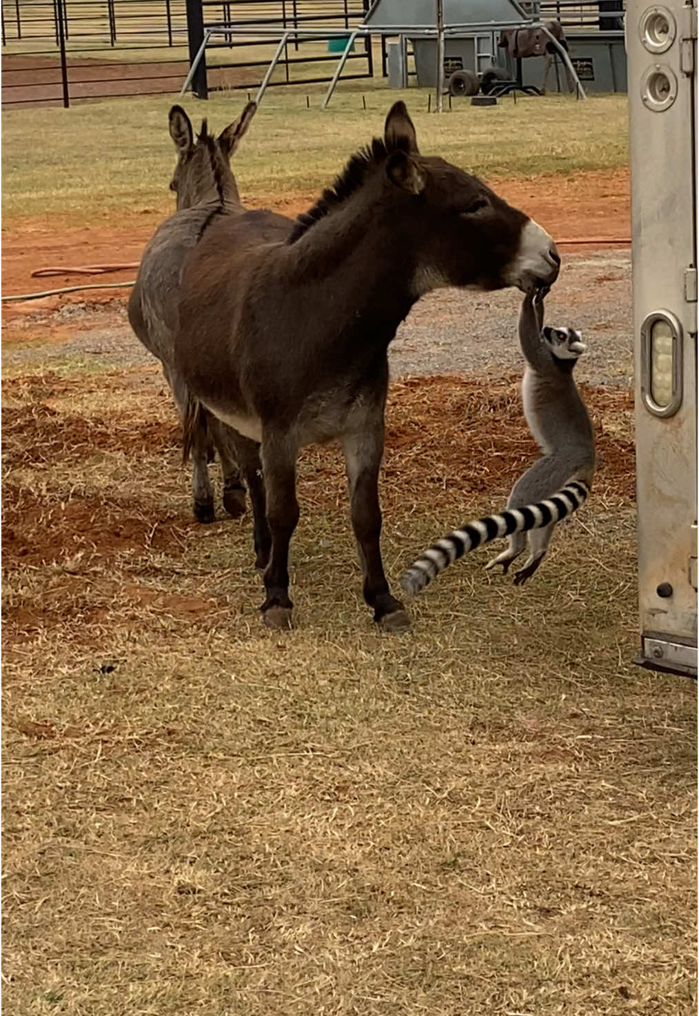 #lemur #badhabitkennels #barrelhorse #donkey #minimule #kingjulian 