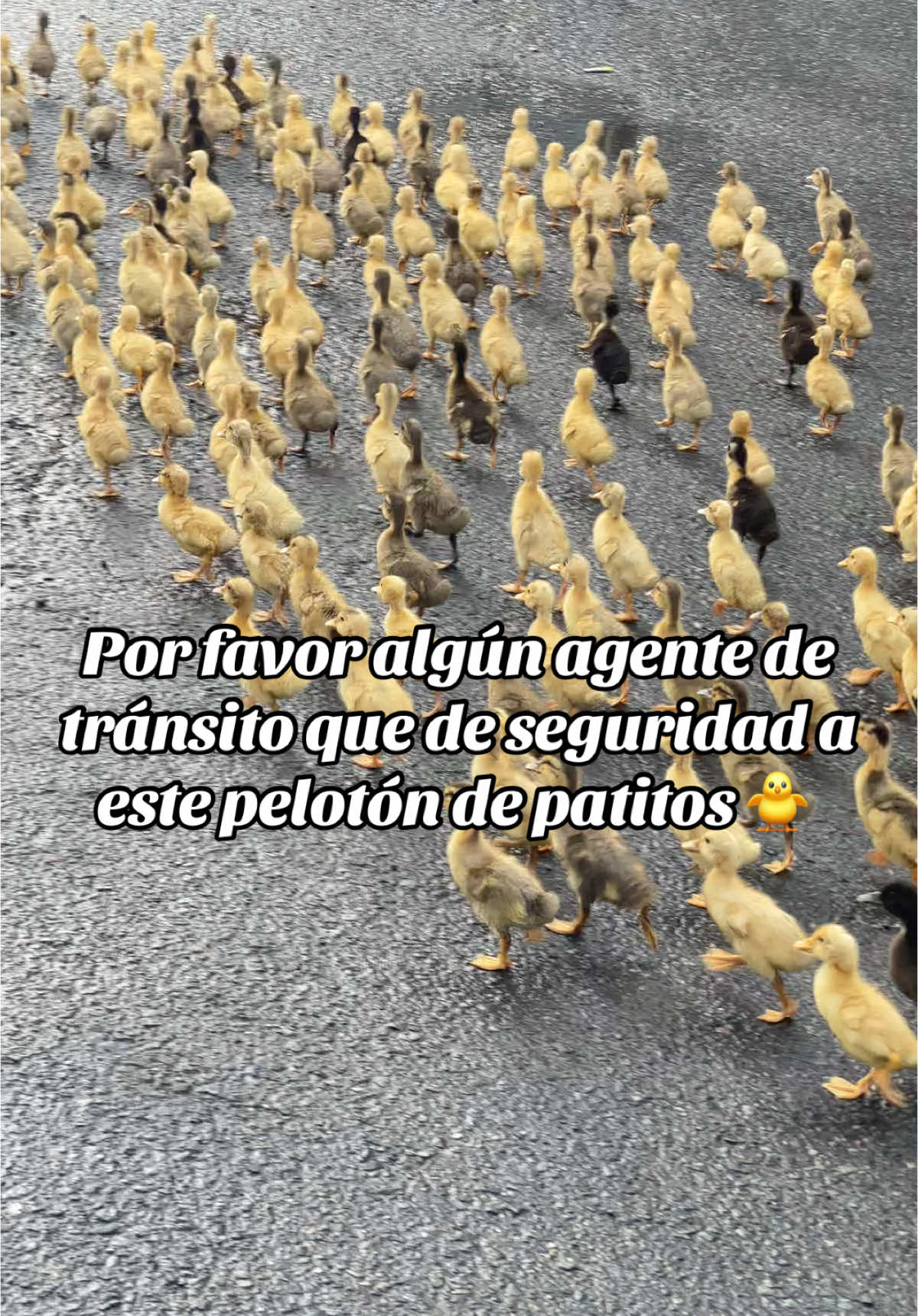 Me hicieron la mañana estos patitos 😍🐥 #parati #viralvideo #stodgo 