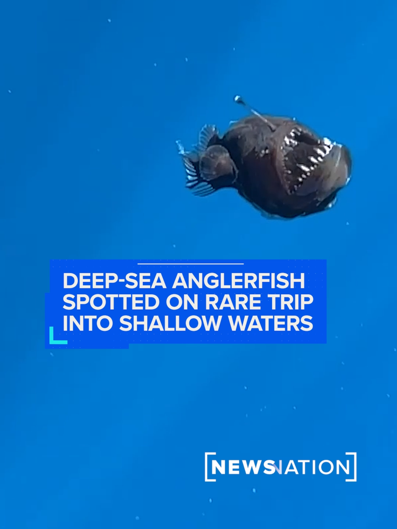 A deep-sea anglerfish was spotted in Spain recently on a rare trip into shallower, bluer waters than its typical habitat. Anglerfish are usually found in pitch-black depths, using their bioluminescent lure to attract prey.