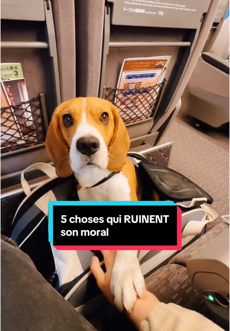 5 choses qui RUINENT le moral d’un chien.. tu fais une de ces 5 choses ? 