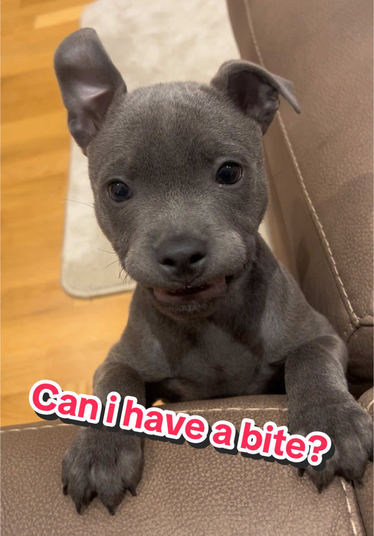 Can i have a bite?!🐶 #fyp #dogsoftiktok #staffy #staffordshirebullterrier #staffylove #staffyoftiktok #puppy #cute #viral #explore #explorepage #blowthisup #unitedkingdom #fypage #beautiful #uk #animals #natgeo #bluestaffy #puppiesoftiktok #baby #relatable #funnypuppy #fail #funnydog #viralvideo #thief #laughingdog 