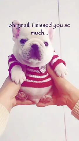 hello everyone, I’m back from the dead. 😏 #fyp #cute #dog #frenchbulldog #gmail #motivation #relatable 