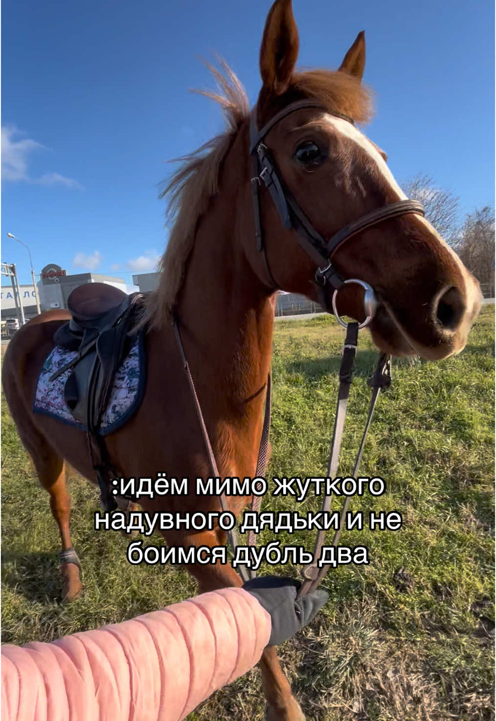 Пытаемся не обосраться 🦶 Дядька опять бушует #showjumper #поля #лошади #страшно#fup #fyp #лошадьбоится #страх #конкур #hiclassequestrian