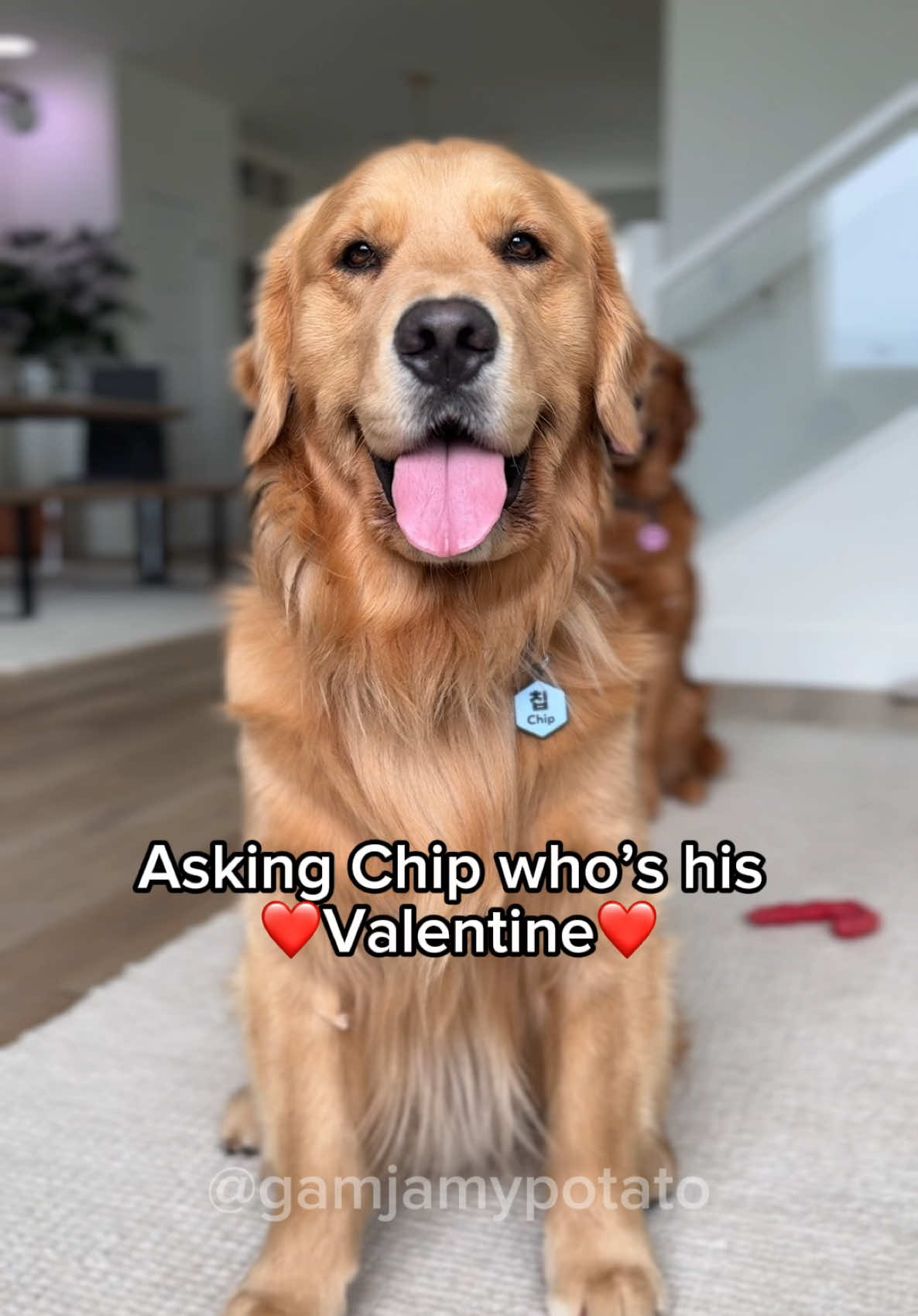 He got his date #cutedogs#dogbond #dogsibling #goldenretrievers #smartdog #hugs #pets #goldenretrieverlife #dog #valentine#datenight