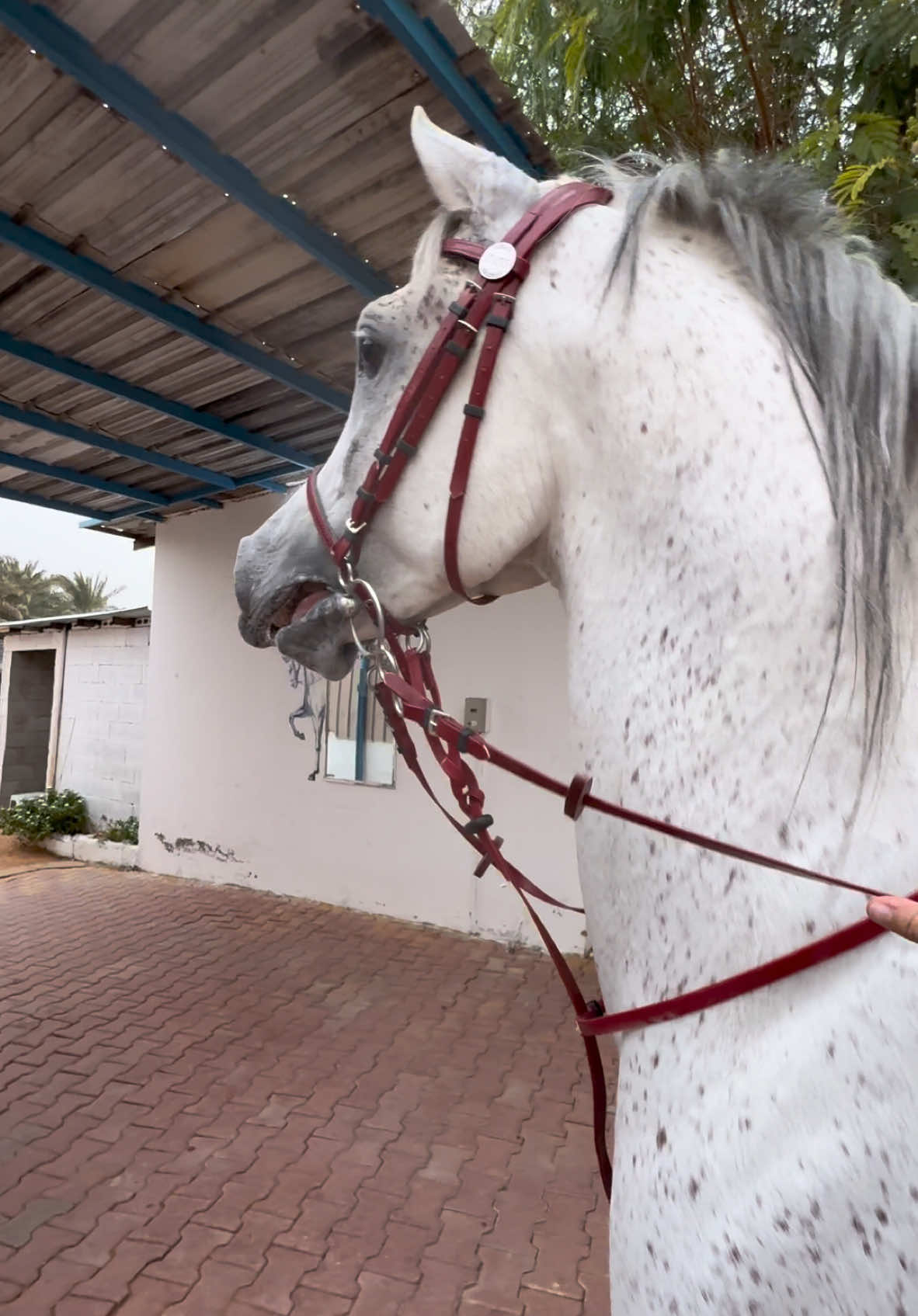 ما شاء الله، الله لا يحرمني من هالصوت 🥹♥️ #خيل_وخياله🐎 #خيل #fyp #فارسة #foryoupage #حصان #صهيل 