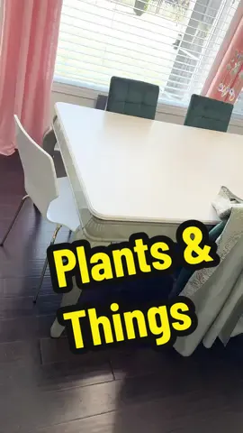 Today is a day of washing stuff so put my table back together after I wash the tablecloth. Take a tour of my table plants. ##plants##hippopotamus##homedecor
