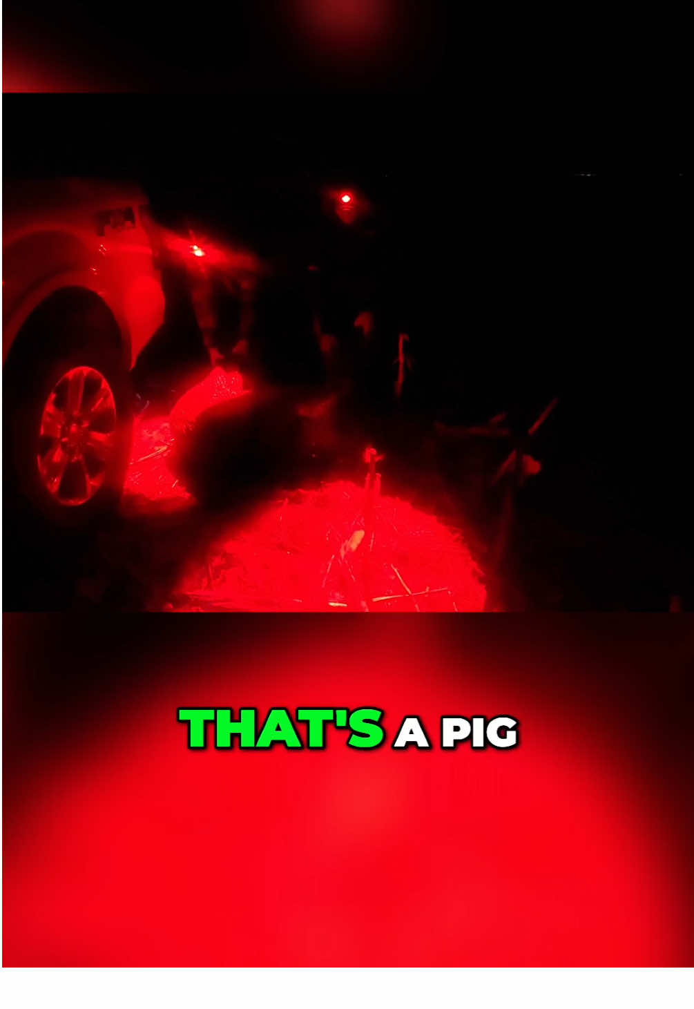 Hogzilla #540 