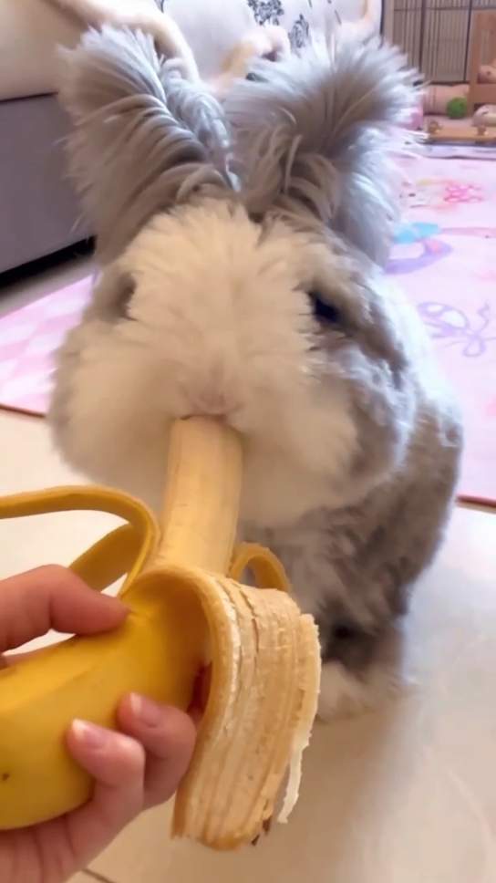Bunny Eats Banana and Sleep. #bunny #rabbits #cutepets #fluffy #bunnytok #banana 