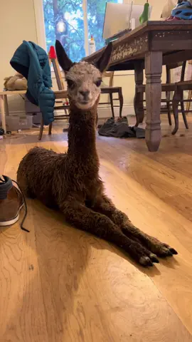 Pumpkin the alpaca has officially claimed the house. 🏡🐾”I bring her inside to escape the cold rain, and she instantly makes herself at home. We’ve had historic floods here in Northern California (which we definitely need), but the upside? More quality time with Pumpkin.Downside? She hums nonstop during my work calls and has taken up a new hobby—stealing laundry and making a pile of it in the kitchen. 🤦‍♂️#AlpacaLife #FarmLife #BabyAlpaca #RanchLife #FriendsNotFood #AlpacaLove