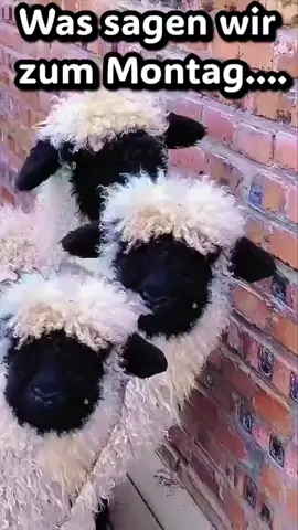 Montagsmotivation #montag #monday #mondaymood #mondaymotivation #funnyvideoscomedy #funnyvid #funnyvids #funnyvideos😂 #funnyvi #foryoupage❤️❤️ #foryouu #foryour #for #foru #schafe #schaf #sheeps #sheep 