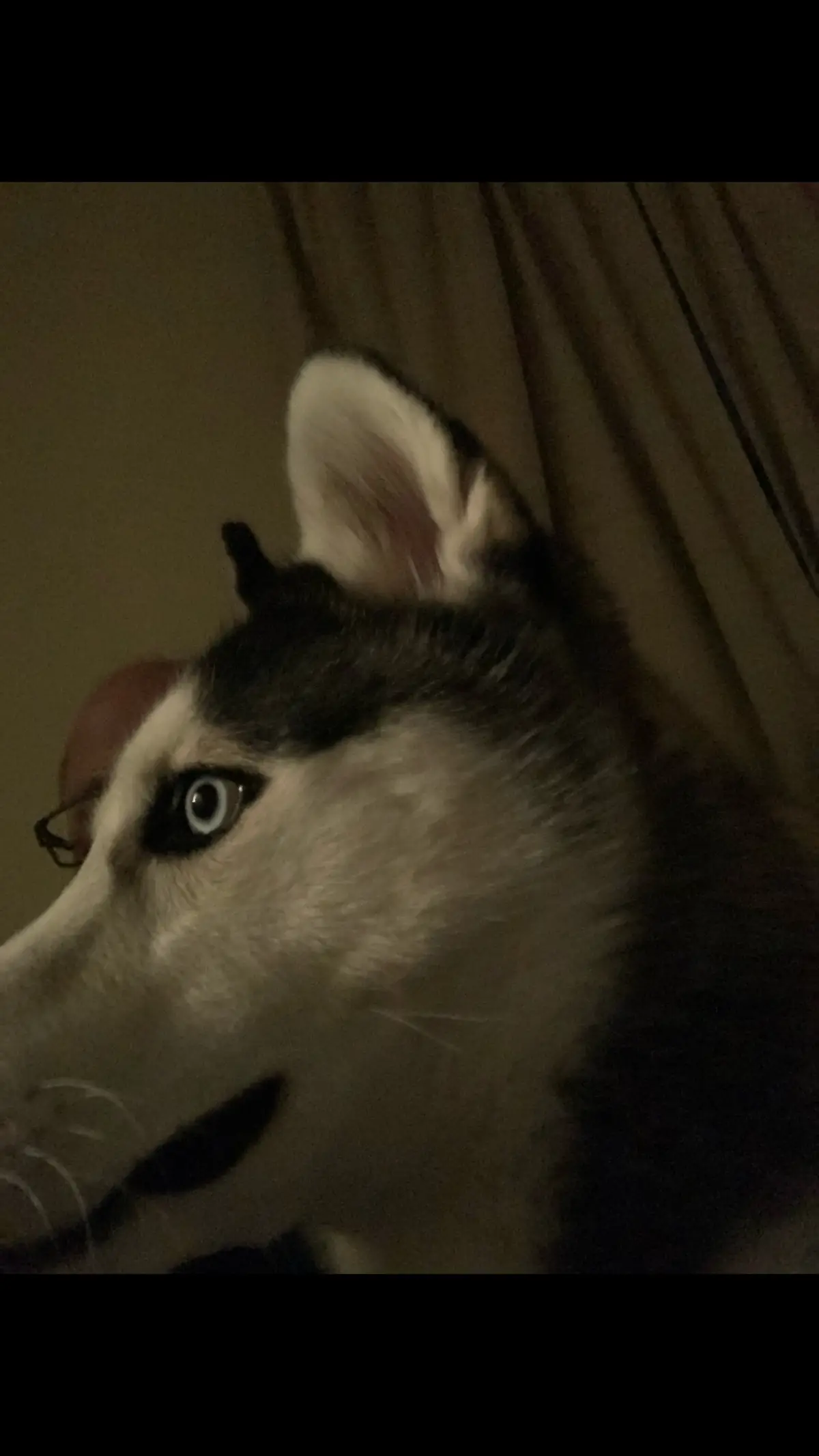 Comet the husky #photography #dogsoftiktok #PetsOfTikTok 