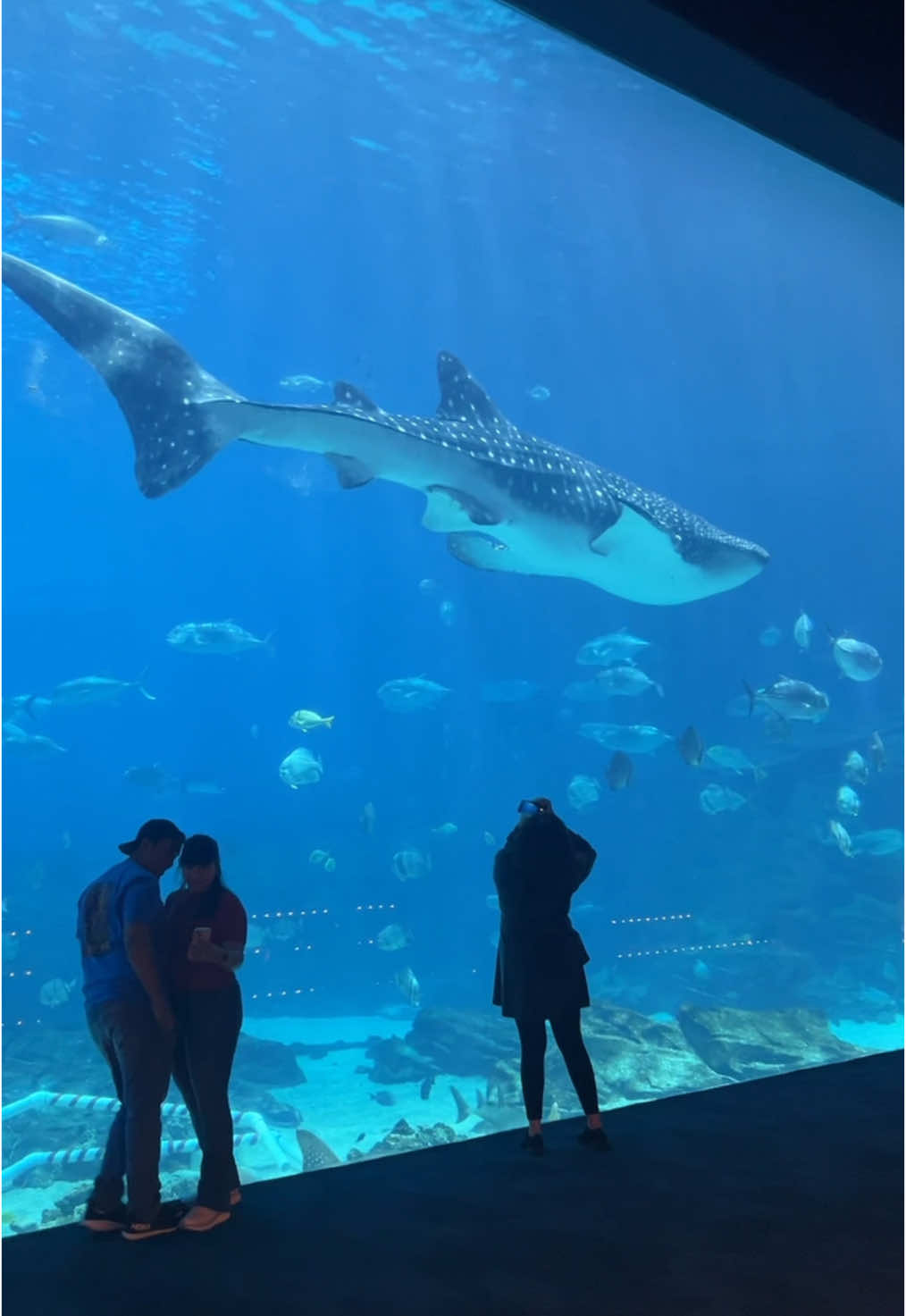 TWO whale sharks was crazyyy #whaleshark #shark #georgia #georgiaaquarium #sharks #animals #ilovesharks 
