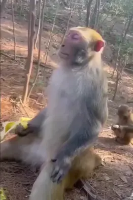 Monkey meditation #monkey #meditation