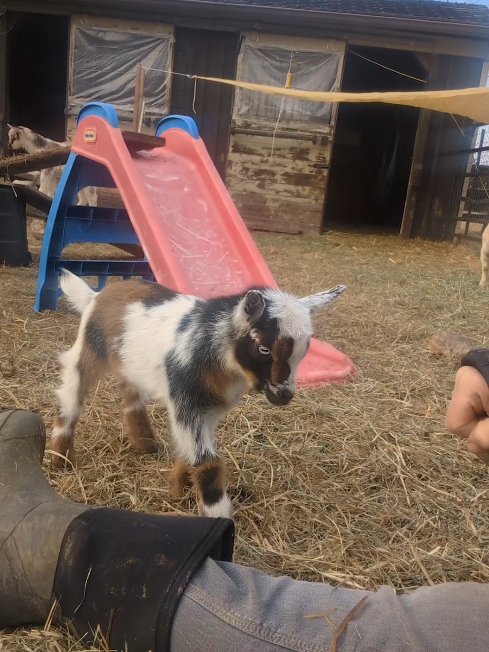 Little Buckling 😍 always wants to play! #goats #lifeonthefarm #homestead #goatlife #goatbabies #headbutting 