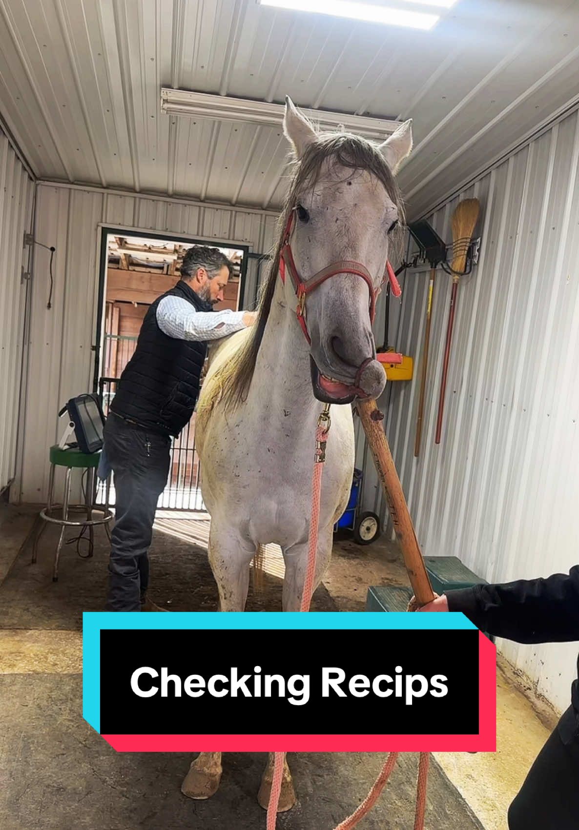 Checking Recips!🐴💕 #breedingseason #horsebreeding #recipmare #broodmare 