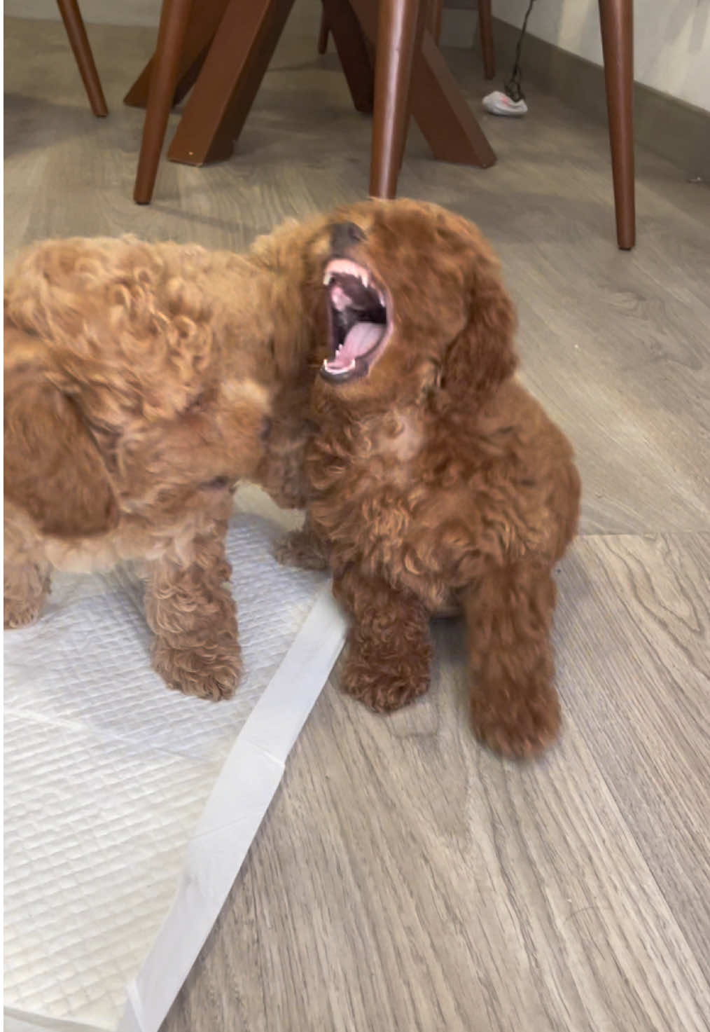 Los cachorros están jugando sin parar, corriendo de un lado a otro, mordiéndose suavemente y saltando de felicidad. Son inseparables, los mejores amigos, siempre encontrando nuevas formas de divertirse juntos. #dog #cachorro #perros #dogsoftiktok #perro #dogs #bebes #amor #risas #viralvideos #loveyou #besos #Relationship #puppy #miraflores_lima_peru #sanisidro #arequipa #viralvideos #perú #peru #lima 