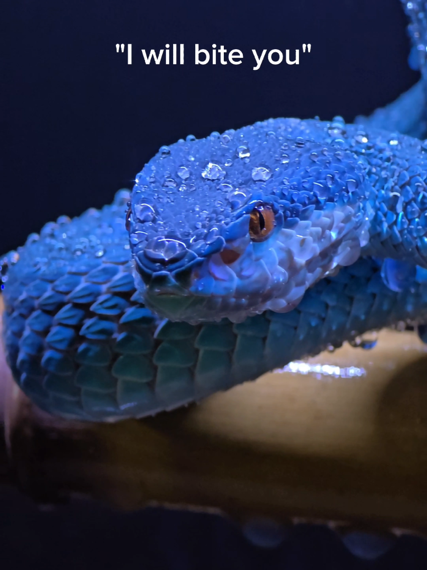 These venomous snakes are so mean. #reptiles #venomoussnakes #pets 