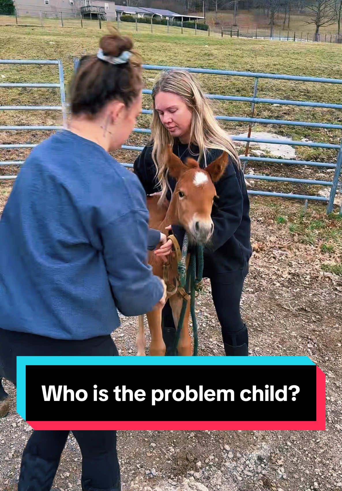 Who’s the problem foal of the day?🐴💕 #foalsoftiktok #aqhafoal #foalsof2025 #babyhorse #mareandfoal 
