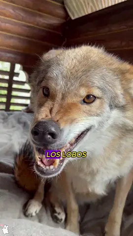 El lobo se convierte en el guardián de la familia.#animal #foryou #cute #tiktok 