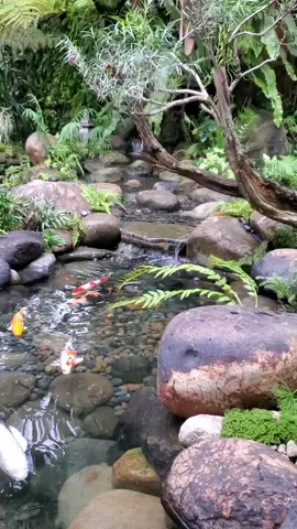 kolam koi alami #kolamgeomembran #kolamalami #naturalpond #kolamnatural #kolamkoialami 
