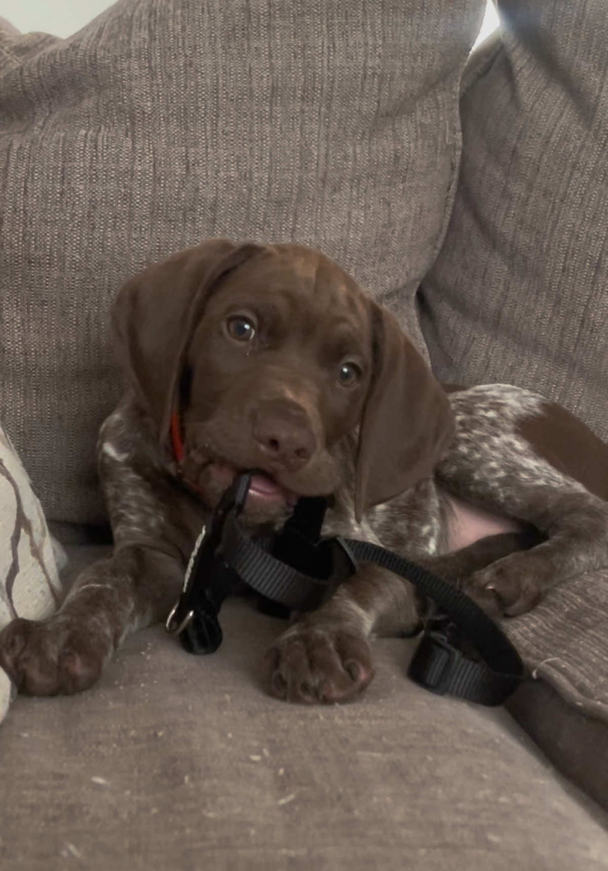 Grrrrrr 👹 #germanshorthairedpointer #gsp #puppy #huntingdog #gspsoftiktok 