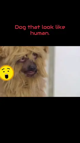 That’s a creepy dog.  #weirdest  #dog #resemble #human #spooky #tiktokpage #foryou 