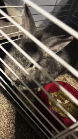 My Boys love animals. 🐇 Lord help me😩😂😍@marquizesingleton6 #rabbits #animallover 🐇