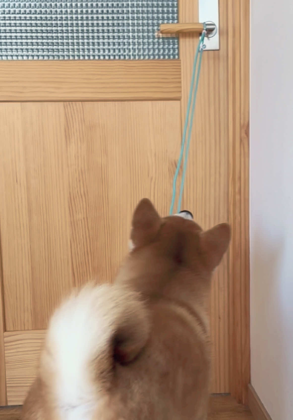 柴犬の戸締り3連発🚪#柴犬 #柴犬のいる生活 #shiba #shibadog #しばいぬ 