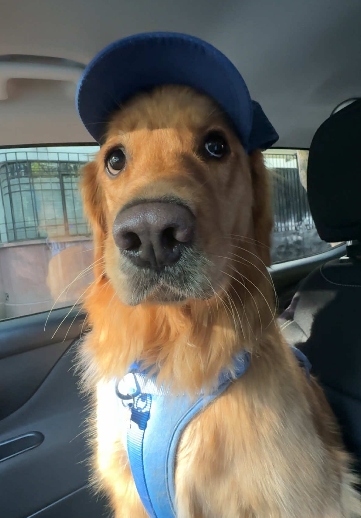 Si cambié?? 🥹💙  #goldenretriever #dogsoftiktok 