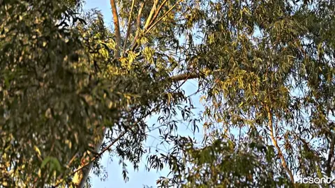 SHOQ🫶🏻🩶💯#125lover #viral #foryoupage #fpy #foryou #bhurchbasoha #fyp #bhurchbasoha #dillnawaz597 #acountunfreeze🙏🏻😟 #viralvideo #unfreezemyacount #viewsproblem #views #likeproblem😓 