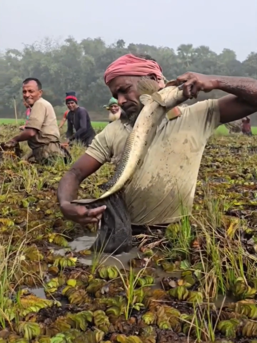 #fyp #satisfying #harvest #fishing #fyp#fishtrapping #fishhunting#life#fishingvideo#funny#bigfish#unique_fishing #fish_hunting🐟🐟🐟 #fishing_videos_🐠🐟🖤 