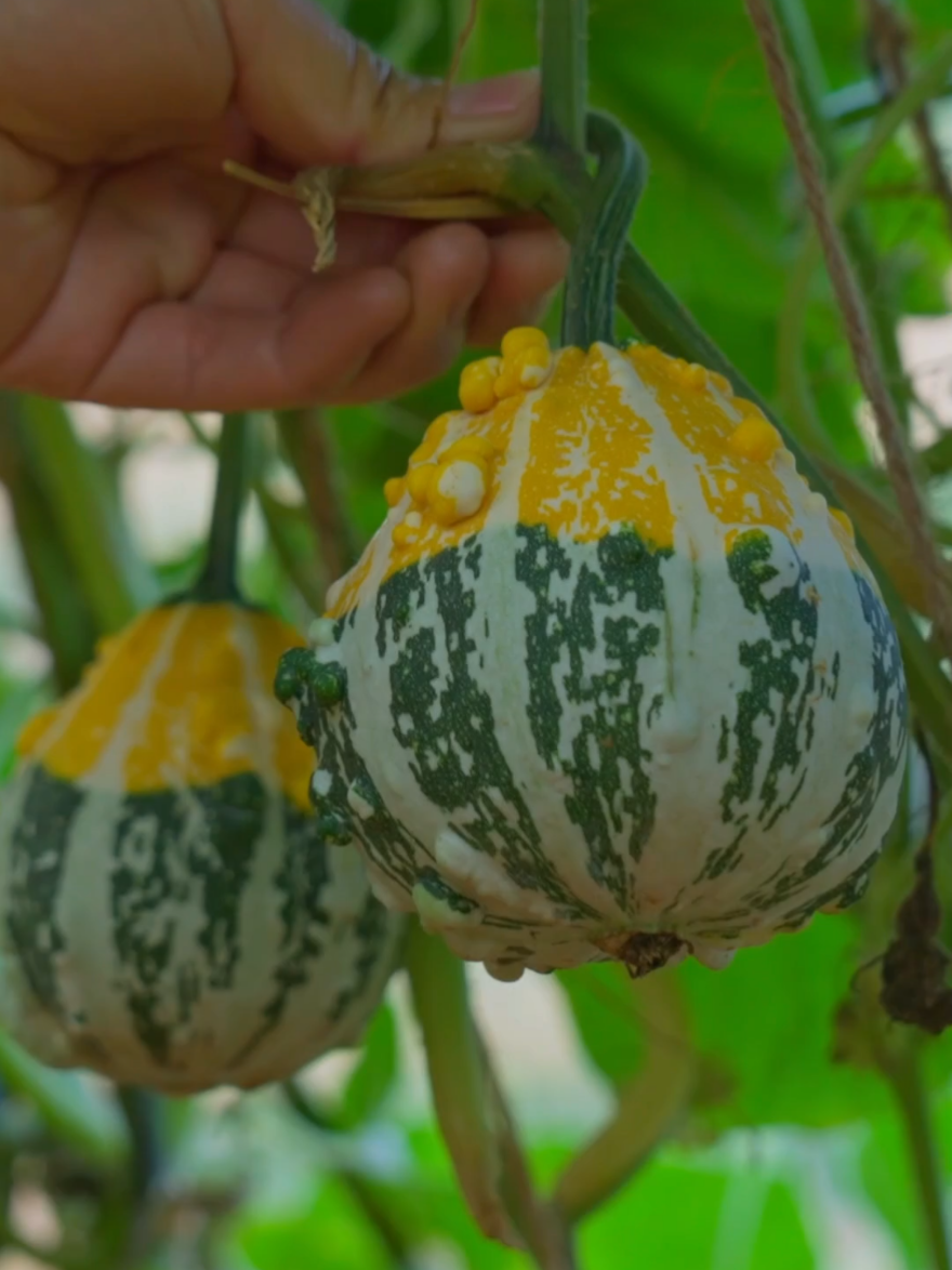 panen buah-buahan segar langsung dari pohonnya #fruit #fruits #panenbuah 