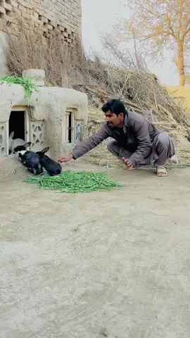 Rabbit Ko Pakar Lia #rabbit #rabbitsoftiktok #rabbitbaby #pets #petslovers #gabbarpethouse #foryou #foryoupage #viral #fyp #unfrezzmyaccount @Rehman Ch Vlogs 