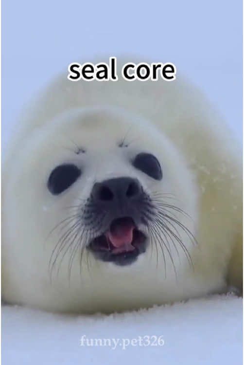 funny seals😂🤣 #seal #silly #cute #seals #funny #sillyseals #sealsoftiktok #funnyseal #sealcore #sealfyp #sealtok #sillysealboy #sillyseal #cutie #foca #fyp #foryou #foryoupage