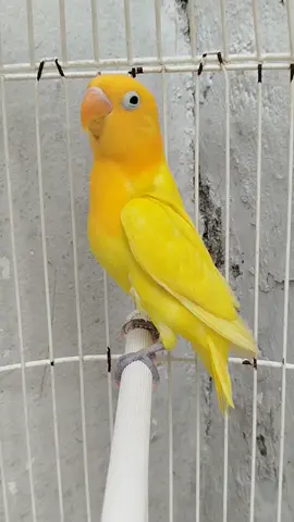 bio yf ino mh betina paud 5500k lokasi jakarta #biolapalefallow #lovebirddunfallow #biolalutinomatamerah #lovebirdyellowface #komunitaslovebirdindonesia #lovebirdaqua #lovebirdbiola #fyp 