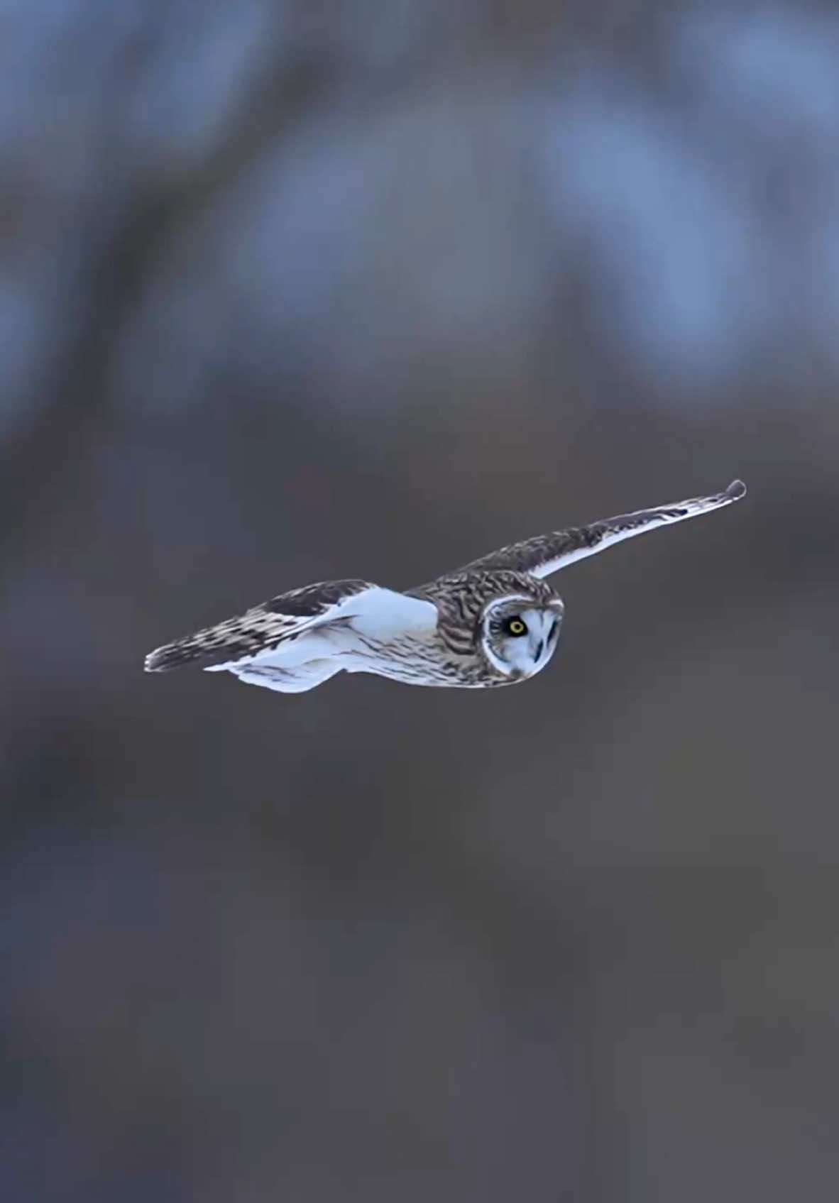 During those precious fleeting moments of daylight just minutes before “our world” is plunged into total darkness, creatures of the night descend upon snow-covered plains in search of food. The magical Short-Eared Owl, a name given to this unique bird for the short tufts of feathers that look like tiny ears protruding from the top of its head, scans the snow for audible clues to its next meal. I’ve only been lucky enough to see these birds a few times in my life, and this was the first time I understood the 2nd half of their Latin name ( Asio flammeus). The markings that start on their heads and move down their sides literally look like stylized flames!! How cool is that!! Let me know if you want to see more of these beauties. #owls #SuperBowl #birdsoftiktok #birdsofprey #snow #winter