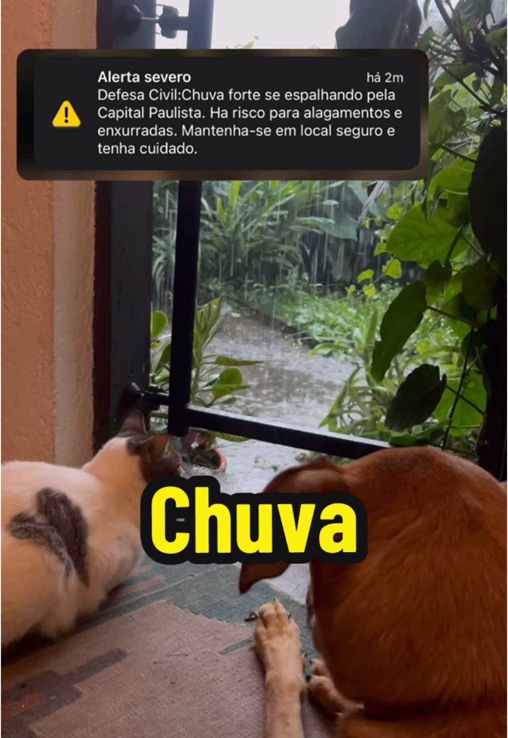 Relaxa aí por quinze segundos. #relax #rain #chuva #pets #cachorro #gato #asmr #asmrtiktoks #barulhodechuva  #relaxa #fy #alerta #defesacivil 