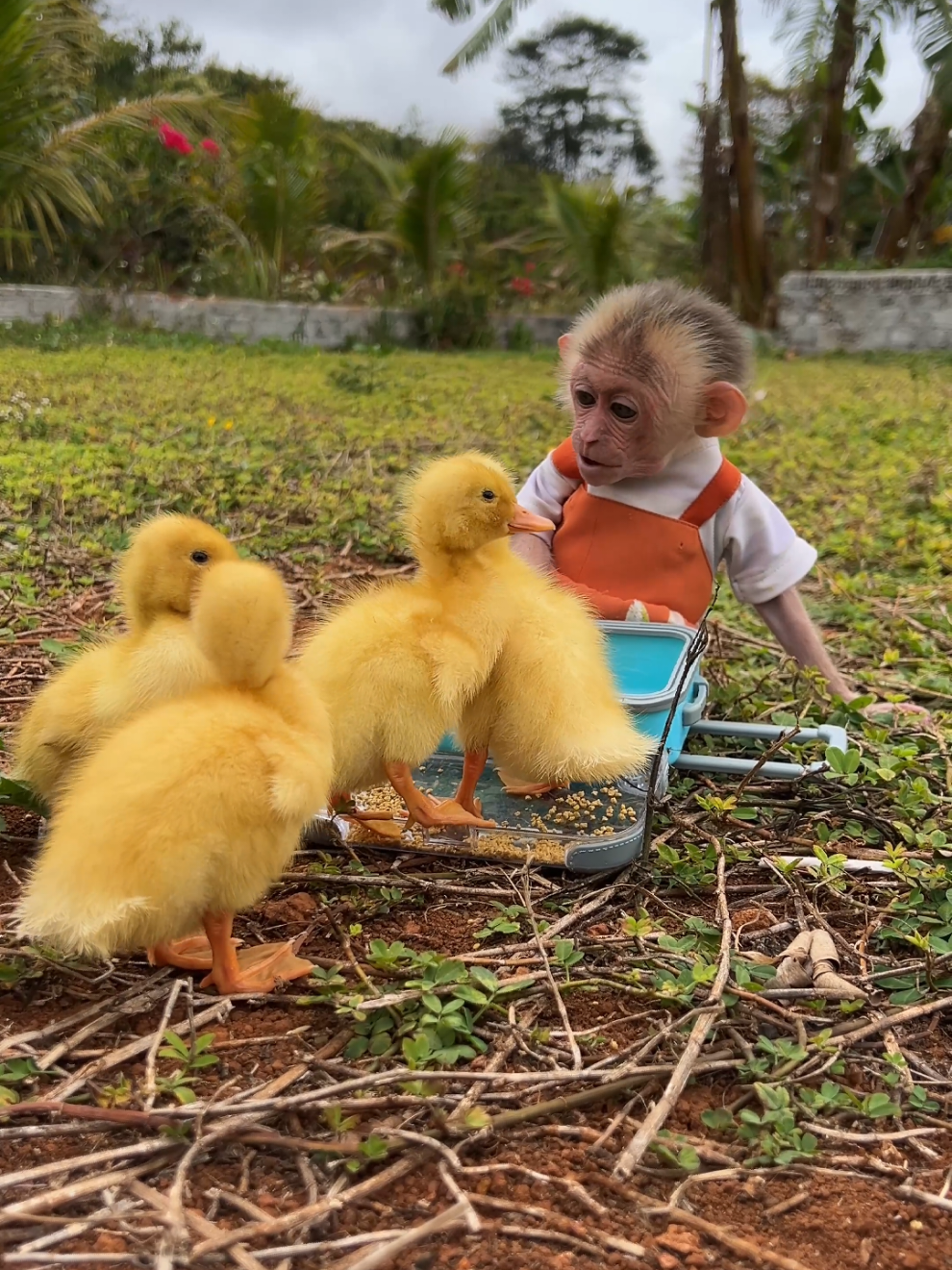 Cute baby monkey Moon takes good care of the duck. #monkey #babymonkey #monkeydluffy #monkeysoftiktok #ducksoftiktok #usa_tiktok #usa🇺🇸 