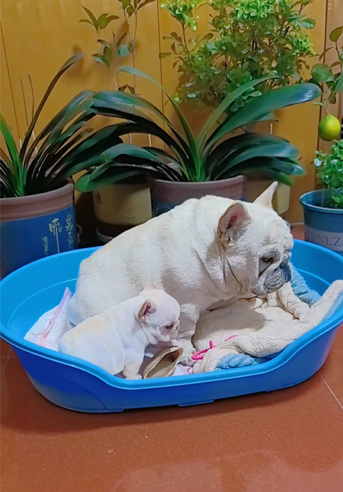 One day the father pretended to take care of the baby #frenchbulldog #frenchiesoftiktok #dog #pet #baby #cute #dogsoftiktok #cutepetdebutplant 